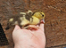 Ducklings available