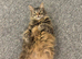 Billy the tabby ragdoll