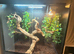 Full chameleon set up
