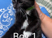 5 beautiful tuxedo kittens (9 weeks old ) ready for new homes