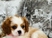 Beautiful King Charles spaniel
