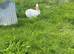 Rabbit for rehoming