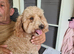 Maltipoo dogs