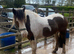 Horse wanted 15.2hh+