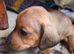 Pure miniature Dachshunds