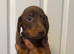 Miniature dachshund