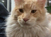 Stud offered Cream Maine Coon
