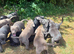 Chunky Silver & Charcoal Labrador Retriever Puppies