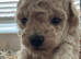 Cream toy poodle puppies