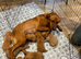 KC Fox Red Labradors