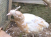 Yearling peahen peach