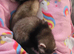 2 female ferrets 11 weeks old