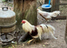 6 FERTILE YOKOHAMA RED SADDLE hatching eggs now available BOURNEMOUTH