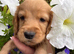 Cocker spaniel puppies