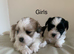 Malshi puppies
