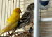 I have nice birds for sale &pound;110
