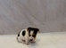 Jack russell