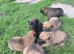 Malinios cross dutch herder pups