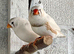 Pair of zebra finches and their chicks