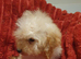 Miniature Labradoodle Litter