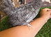 Serama Pullets