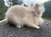 Lion head buck 4 months old