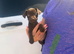 Patterdale terriers
