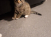 Female kittens