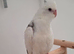 Handsome albino male cockatiel baby
