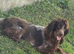 LAST 4 beautiful cockapoo pups