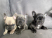 French bull dog