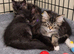 6 maincoon maybe cross ragdoll