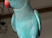 Baby blue tamed ring neck talking parrot