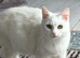Ragdoll x Turkish Andorra