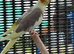 Last year cockatiels