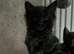 Maine Coon kittens