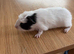 Beautiful Male White with Black Black Left Cheek - Handled Since Birth