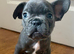French Bulldog Puppies for Sale