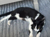 Female cat