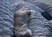 6 month old female mini lop rabbit comes with everything you need
