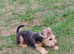 Lakeland terrier pup