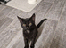 Kittens for sale 4 months old.Male and female