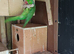 Indain ringneck