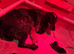 Cocker spaniel