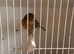This year brown agate canary hen