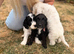 8 Gorgeous Australian Labradoodle Puppies