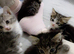mixed babies for sale