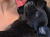 Female bitch German Shepherd &times; Labradore puppy