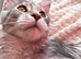 Beautiful Pedigree Maine Coon Girl - Blue Silver Tabby