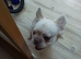 FLUFFY FRENCH BULLDOG FOR QUICK SALE